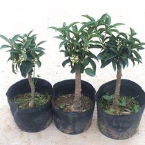 Osmanthus tree sapling potted flow Su graft day fragrant gui moon laurel terrace Terrace Buddha top pearl bonsai Four seasons Gui
