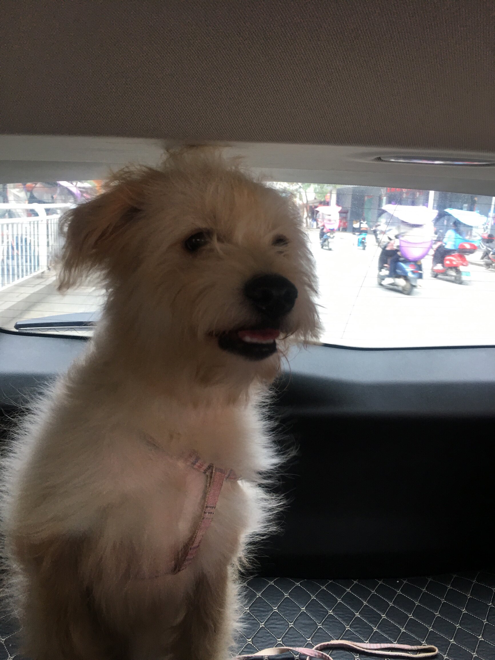 凯锐思犬主粮口碑怎样？详细解密有谁用过？