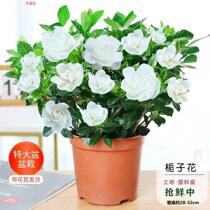 Gardenia large leaf small leaf Gardenia season with earth to ship green plant potted flowers