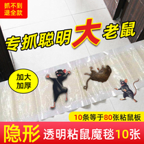 Strong adhesive rat plate of rat stick to mouse powerful adhesive large rat clip a nest end Home Rat Killer