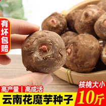 Yunnan freshly dug high-yield and high-quality konjac seeds 5kg detoxification high survival rate konjac seed seed ball second generation