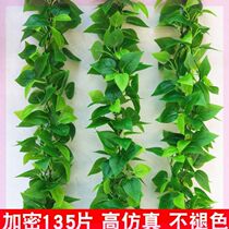 Indoor restaurant Office vines Green fence pole Outdoor air conditioning pipe background wall beautification green dill grapes  
