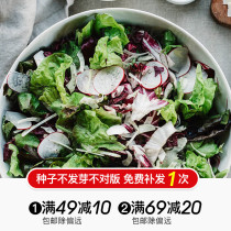 Hongyue vegetable seeds Lettuce Cabbage shepherds purse chicory ice vegetable salad vegetable light food and other balcony vegetables