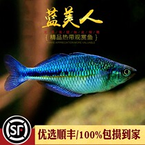 Blue Meme Fish Stone Beauty Pigeon Red Apple Neon Electro-Light Mermaid High-end Rare Tropical Ornamental Fish Living