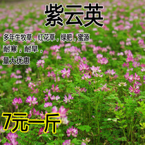 Ziyunying Seed Orchard Green manure grass seed safflower grass honey source plant pasture grass seed raising bees