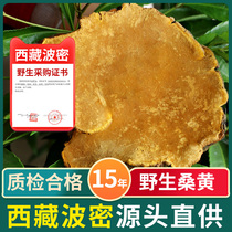 (15 years Wild) golden pot No. 1 Phellinus authentic Tibetan Mulberry Mulberry Mulberry Wang Ganoderma lucidum Bomi wild Phnom Penh 250g