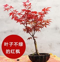 Red maple seedlings Four seasons Japanese flame three seasons Chinese red old pile red Maple potted plant Indoor Japanese Red maple