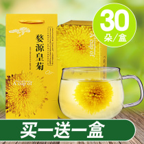 Wuyuan imperial chrysanthemum big yellow chrysanthemum flower tea a cup of gold silk imperial chrysanthemum 30 flowers