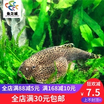 Scavenger scavenger living pipa scavenger ordinary pipa scavenger alien scavenger cold water scavenger