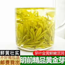 Tianyun Anji white tea 2021 new tea spring tea Mingqian premium AAAA Gold Bud Tea 250g bulk