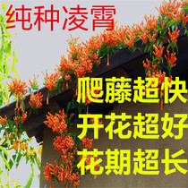 Lingxiao flower seedling climbing vine plant garden balcony Greening climbing flower American variety creeper potted flower