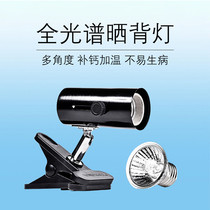 Turtle Sun Light UV Water Turtle Sun Back Light Tortoise Lizard Calcium Lamp Heating Lamp Stand Reptile Tortoise Light