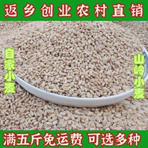 Wheat grain dry grain new goods 500g farm wheat rice germinated seeds porridge nest fishing bait fish food grains