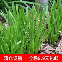 Seeds full 30 national leek seeds family balcony planting vegetables potted vegetable seeds Special