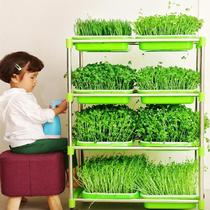 Bean sprout seedling tray Food grade soilless cultivation tray Sprout tray Full set of bean sprouts green small plate Pea seeds
