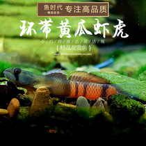 Ring Belt Cucumber Shrimp Tiger Freshwater Juku Branch Purple Body Red Lip Red Waist Blue Bellied Electro-Optic Blue Face Indonesia Small Fish Living