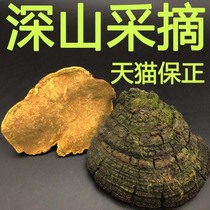 (Tmall Baozheng) mountain sage wild Phellinus Ganoderma lucidum Changbai Mountain growing mulberry dried products