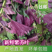 (Old one fresh) fresh perilla leaves many provinces with stems fish shrimp crab seafood fishy purple leaves