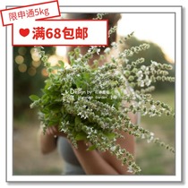 Flower edge Pickles imported vanilla seeds * sweet basil lemon basil clove basil orange basil 10