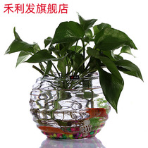 Send planting basket Transparent glass green dill vase Dinosaur egg hydroponic vase Bottle water plant container flower pot