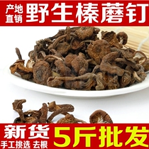 New Northeast Wild Hazelnut Ding 500g Selected Farmhouse Special Products Deep Mountain Mushroom Ding Rootless Bulk Dry Goods