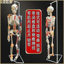 Copper man meridians Human body little white anatomy Adult yoga villain acupoint model Bone model human body structure