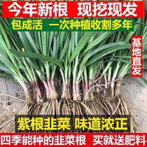 Leek seedlings jiu cai miao nine new dishes var latifolia Miq local in the roots of zi gen red root jiu cai miao leaf throughout the basin