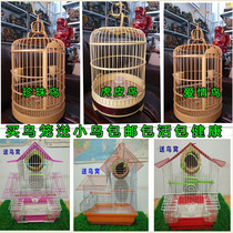 Tiger skin Parrot bird cage peony Xuanfeng large villa cage Maniao Pearl small iron metal bird