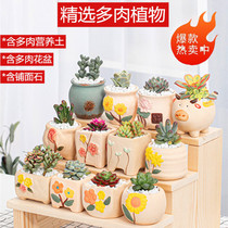 New Hands Multimeat Vegetal Composition Package Potted Meat Botany With Flower Pots With Soil Office Desktop Green Plant Flowers