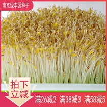Of mung bean sprouts seed dedicated special xiao li dou quality Xiao Ming green soilless hydroponic paper vegetables sprouts seed
