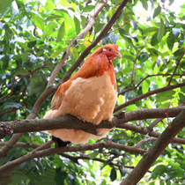 Rooster native chicken farm free-range whole chicken fresh killing authentic chicken farm chicken walking chicken