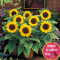 Edible sunflower seed ornamental high-yield oil sunflower dwarf melon hole Four Seasons Balcony Flowering Potted Plant Sunflower Seeds