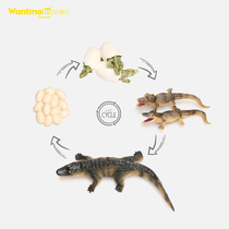 Wantmoin simulation animal model crocodile growth cycle life evolution stage growth cycle science and education toys