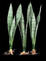 Phnom Penn orchid plant indoor naked seedlings potted yellow orchid high foot hydroponic green plant flowers good feed easy to plant