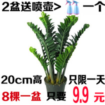  Money tree potted plants Indoor big green plants Qian Kebabs Living room four seasons evergreen Fortune tree bonsai