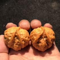 New pure wild Toad head three edge is rushing three Lotus lion head pimple bag herringword shaped Walnut Special