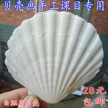 A quality 9-15cm big white fan shell conch DIY hand painting painting photography material fish tank micro landscape