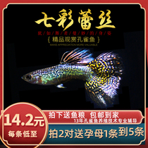 Fish era] Seven colorful lace Thai pure small peacock fish flower tailed lace with peacock fish living