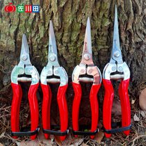 Sagawa Tian fruit cutting grape fruit cutting flower cutting flower cutting cutting flower branch cutting citrus orange orange fruit vegetable picking fruit picking scissors