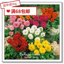 Flower edge Pickles imported flower seeds * Dahlia series * Figaro fireworks Garland 5-10 grains