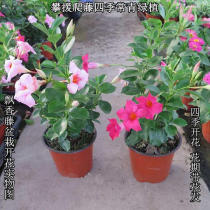 Floating fragrant vine climbing class Yin Plant Flowers Potted double Heinevine Vine Bonsai Patio Climbing plant Miao