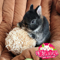 Small pet yumi corn leaf ball rabbit dragon guinea pig blossom and rat grinding toys
