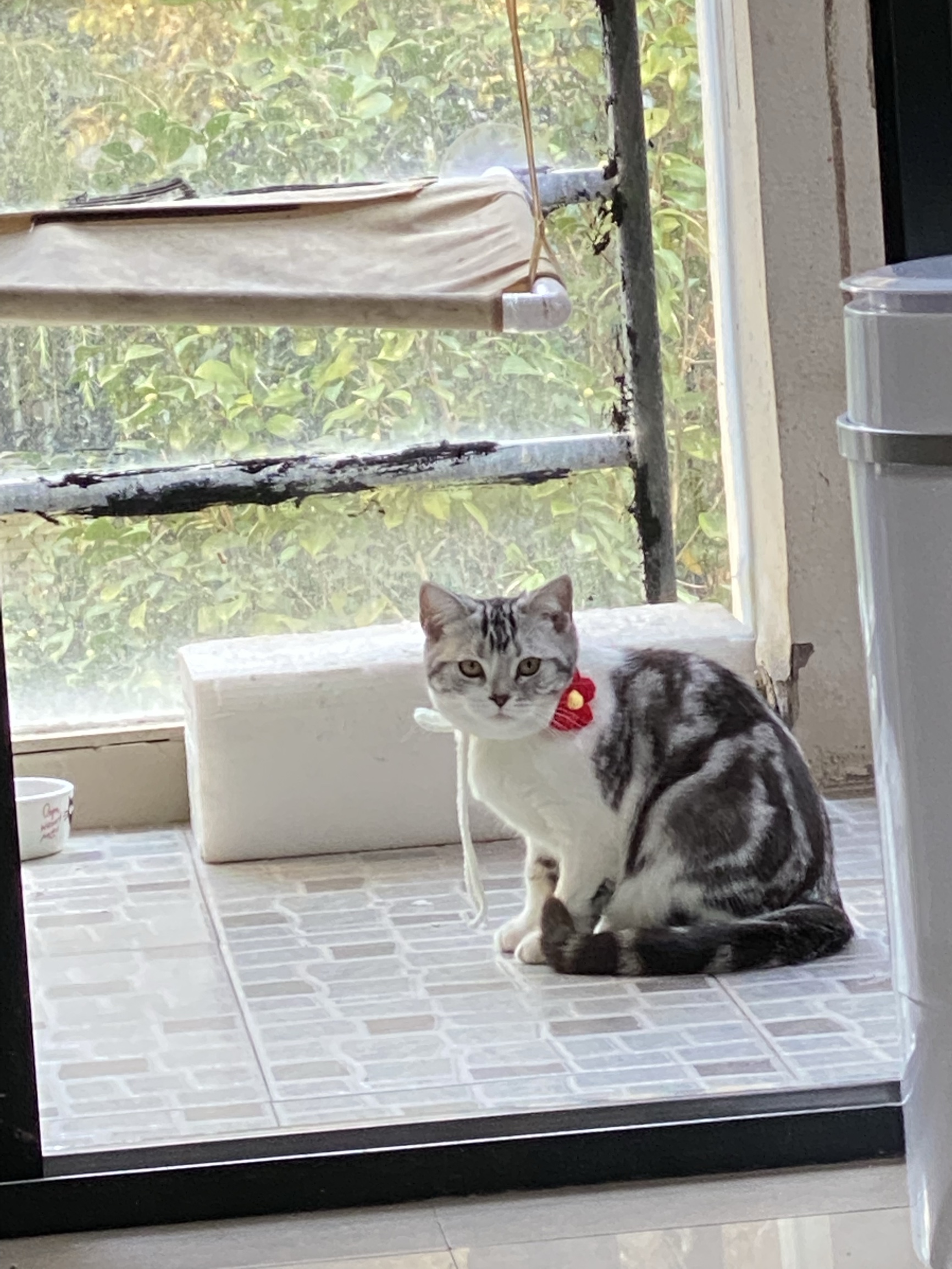 豆腐猫砂深度评测 不多用几天你体验不到的!