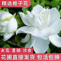 Gardenia Flowers saplings Large floral floral floral potted plants Four seasons flowering branches Branches Balcony Courtyard Old Piles