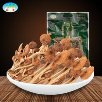 Tea tree mushroom Mushroom Qisheng Tibetan cuisine Shiitake mushroom Tea tree mushroom soup stir-fry meal ingredients 130g