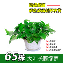 Green dill potted indoor formaldehyde removal purification air hydroponic long vine big green basket Chlorophyll flowers Hydroponic green plants