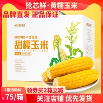 Snatched Core Fresh Yellow Glutinous Corn Organic Cultivation Fresh Bud Rice Sweet Glutinous Rice Sticks Vacuum Packing Gift Boxes 10 Root