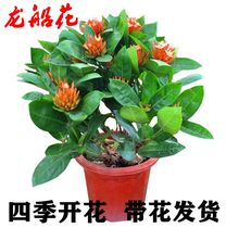 Four Seasons Flowering Dragon Boat Flowers Plant Flowers Potted Flowers Potted Patio Garden with flower Courtyard Balcony for Multi-Year Wooed Plant Flowers