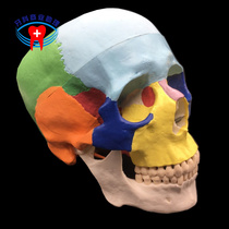 Dental teaching color simulation skull skull skull art with 1:1 removable color skull