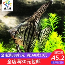 Fish City God Fairy Fish Dream BAO WEN God Fairy Fish Sesame God Fairy fish live BAO WEN Xianlei Fairy Fairy